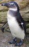 051221_penguin_vmed_3p.widec.jpg