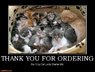thank-you-for-ordering-crazy-cat.jpg