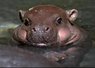 baby hippo cute1.jpg