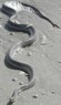 Holly Beach Snake (463x800).jpg