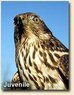 juvenile goshawk.jpg