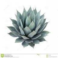 Agave tequilana