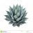 Agave tequilana