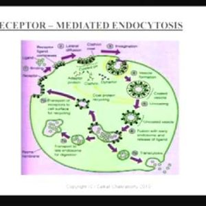 Biochemical Engineering (NPTEL):- Lecture 30: Introduction to Receptor - Ligand Binding