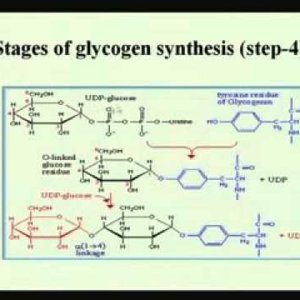 Biochemical Engineering (NPTEL):- Lecture 21: Pentose Phosphate Pathways Glycogenesis & Glycogenolysis
