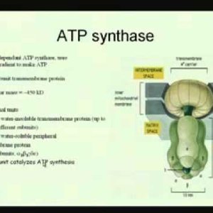 Biochemical Engineering (NPTEL):- Lecture 20: Electron Transport Chain & Oxidative Phosphorylation
