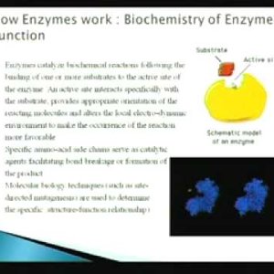 Biochemical Engineering (NPTEL):- Lecture 08: Biochemistry & Thermodynamics of Enzymes