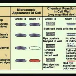 Biochemical Engineering (NPTEL):- Lecture 02: Glimpses of Microbial World - Bacteria